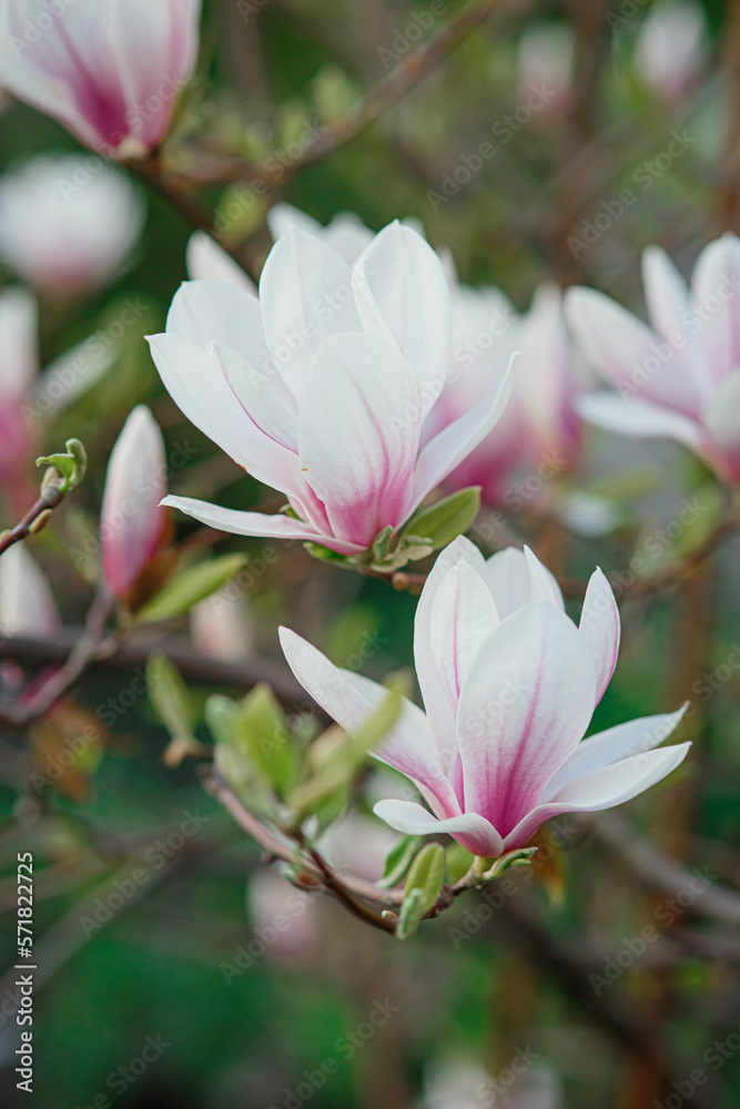 Obraz premium Blossoming white and pink pastel flowers of magnolia, buds, petals closeup, growing in spring park or botanical garden, seasonal colorful floral background, freshness and natural purity of springtime