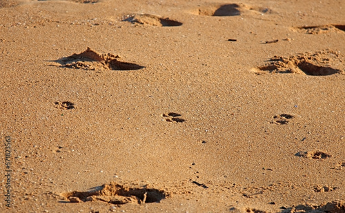 Footprints of people and pets in the sand of a beach