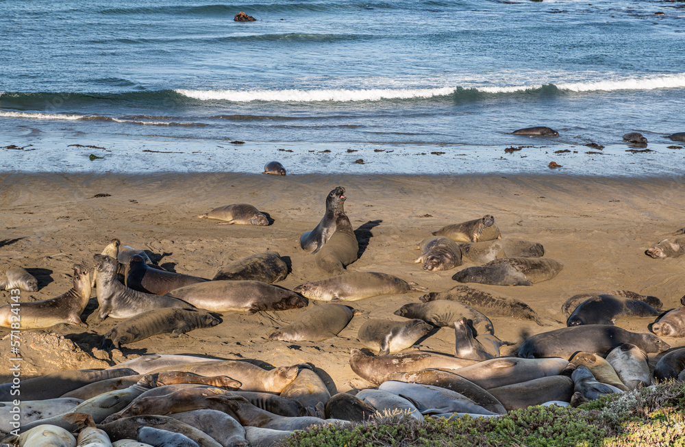 Sea Lions at the Pacific Coast Highway Sea Lions at the Pacific Coast Highway
