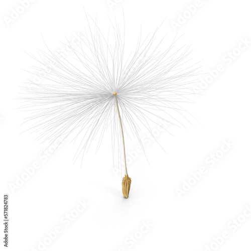 white dandelion © Sahan