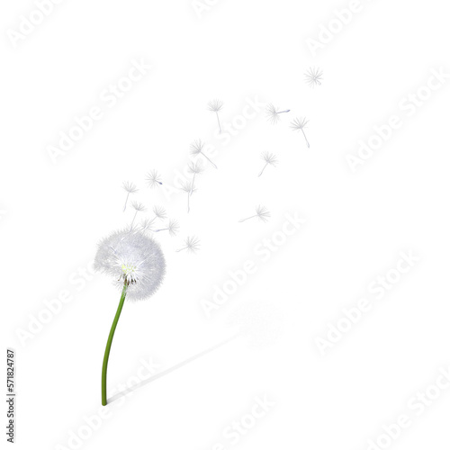 dandelion seeds on transparent background