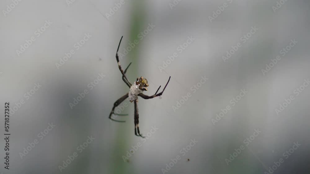 A silver argiope spider (Argiope argentata) sitting on her web.