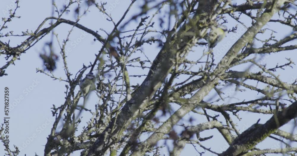 Two birds are moving in the trees in Thetford Nunnery lake bird habitat of England Two birds are moving in the trees in Thetford Nunnery lake bird habitat of England