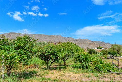 Granatapfelbaum in Kato Zakros in Südostkreta, Griechenland