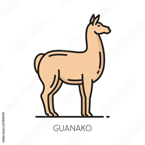 Guanako small horse of Argentina  llama animal