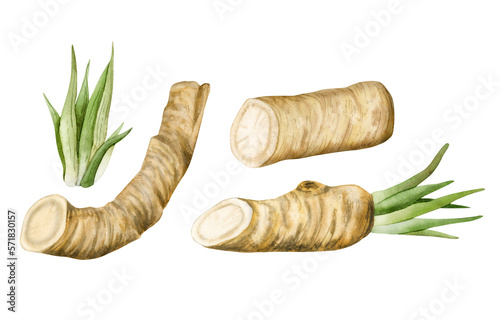 Watercolor horseradish roots illustration set. Botanical drawing of organic vegetable, raw plant, vegetarian food