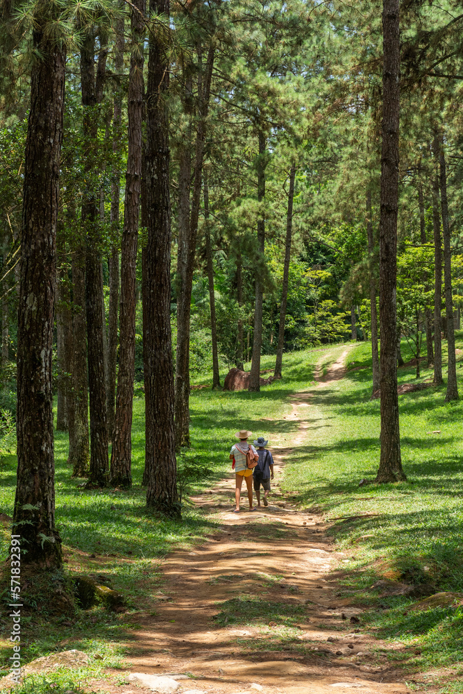 Couple of friends walking among pine trees on green natural area Couple of friends walking among pine trees on green natural area