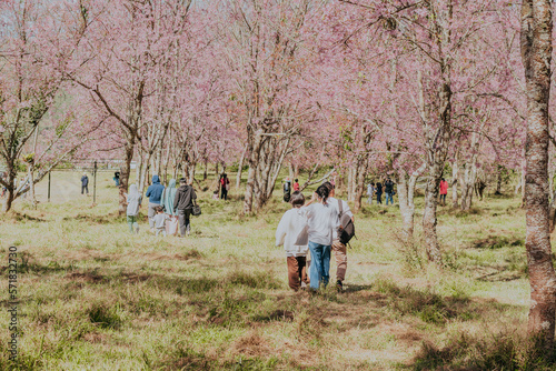 heavy tourists cherry blossoms outdoor meadows