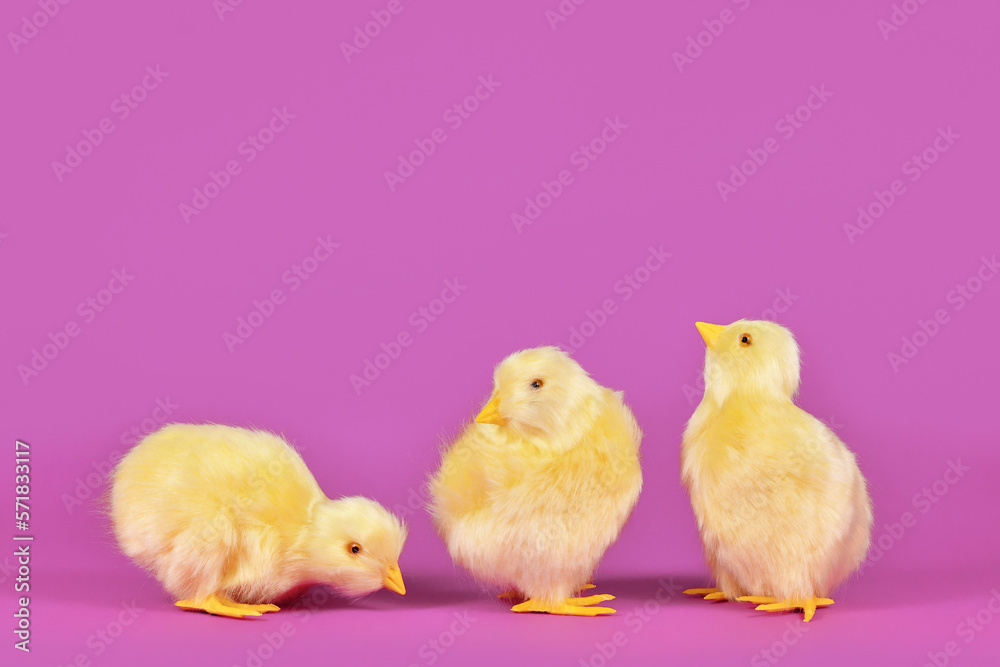 Small decorative easter chickens in front of purple background with copy space