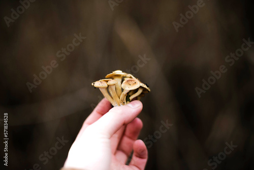 Cropped image of woman holding mushroom in forest photo