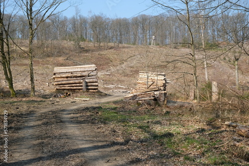 FU 2022-03-26 Siegsteig 38 Am Waldrand stehen Holzstapel