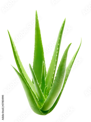 aloe vera plant