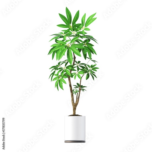 decorative flowers and plants for the interior  isolated on white background  3D illustration  cg render
