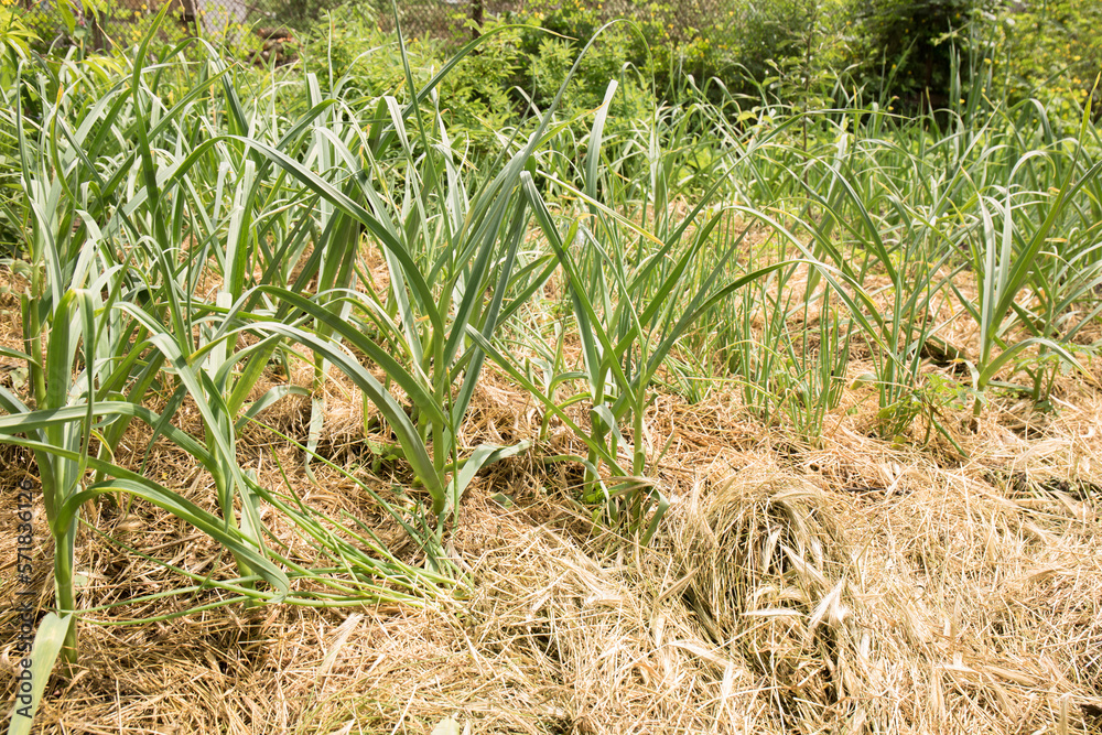 Obraz premium garlic in a bed mulched with hay, a permaculture method of growing plants