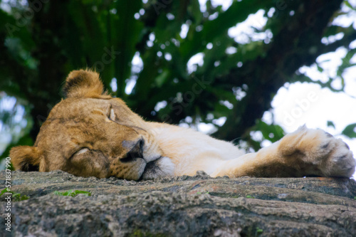 Photography Animals Indonesia