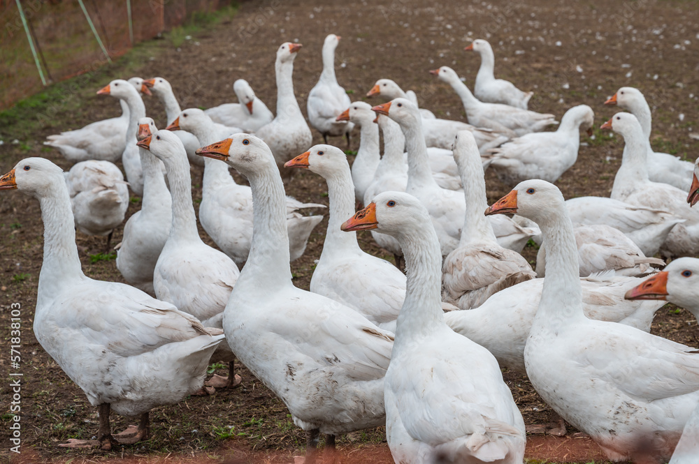 Obraz premium Group of white Ducks, Geese on a farm looking for food
