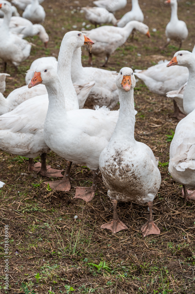 Close-up group of white Ducks, Geese on a farm looking for food Close-up group of white Ducks, Geese on a farm looking for food