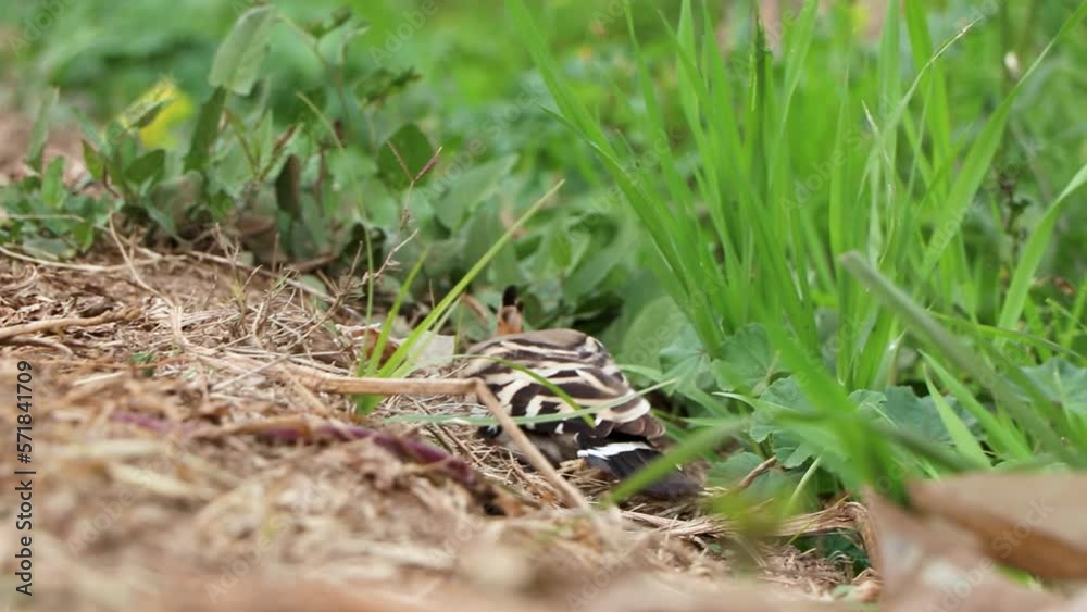 Utterly unmistakable orange bird with a zebra-striped wings The Eurasian hoopoe (Upupa epops) looks for food on the field in egypt. Utterly unmistakable orange bird with a zebra-striped wings The Eurasian hoopoe (Upupa epops) looks for food on the field in egypt.