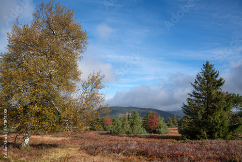 Heather close to Willingen, Landscape of Rothaar Mountains, Sauerland, Germany photo