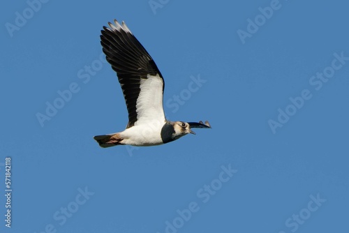 Northern Lapwing (Vanellus vanellus) in flight © André LABETAA