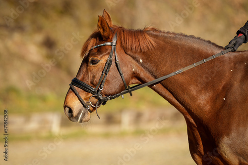 Horse Brown Head portraits from the side, head position in front of the vertical..