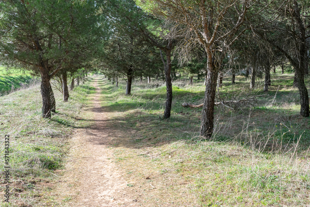 path in the forest between a corridor of green trees path in the forest between a corridor of green trees