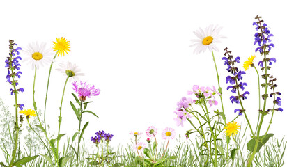 Meadow with cuckoo flower, daisies, daisies and others, transparent background