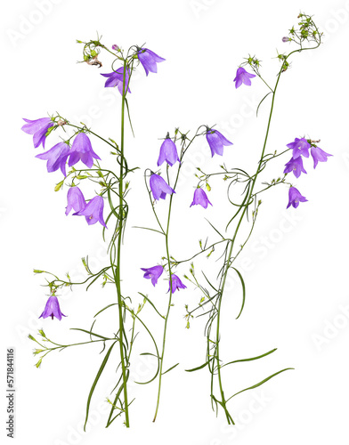 Several stems of purple meadow bluebells, transparent background photo