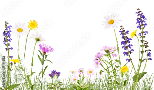 Meadow with cuckoo flower, daisies, daisies and others, transparent background