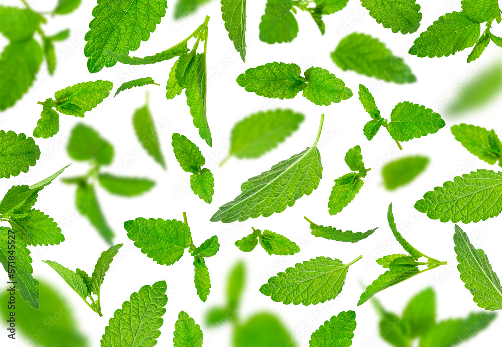 Mint leaf mockup. Fresh flying green mint leaves, lemon balm, melissa