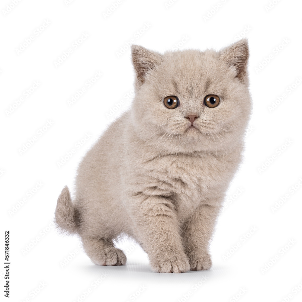 Adorable lilac British Shorthair cat kitten, standing up side ways. Looking straight to camera. Isolated on a white background.