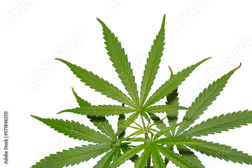 Cannabis Sativa plant  isolated with working path