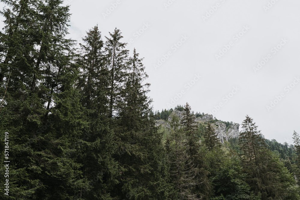 Coniferous trees and mountains