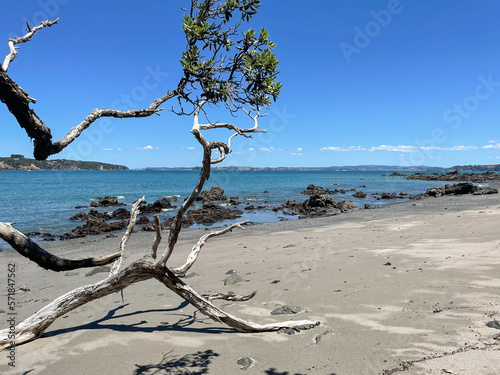 Marine Landscape. The view of rocky coastline at Tawharanui Regional Park in a sunny day, New Zealand. © daisy_y