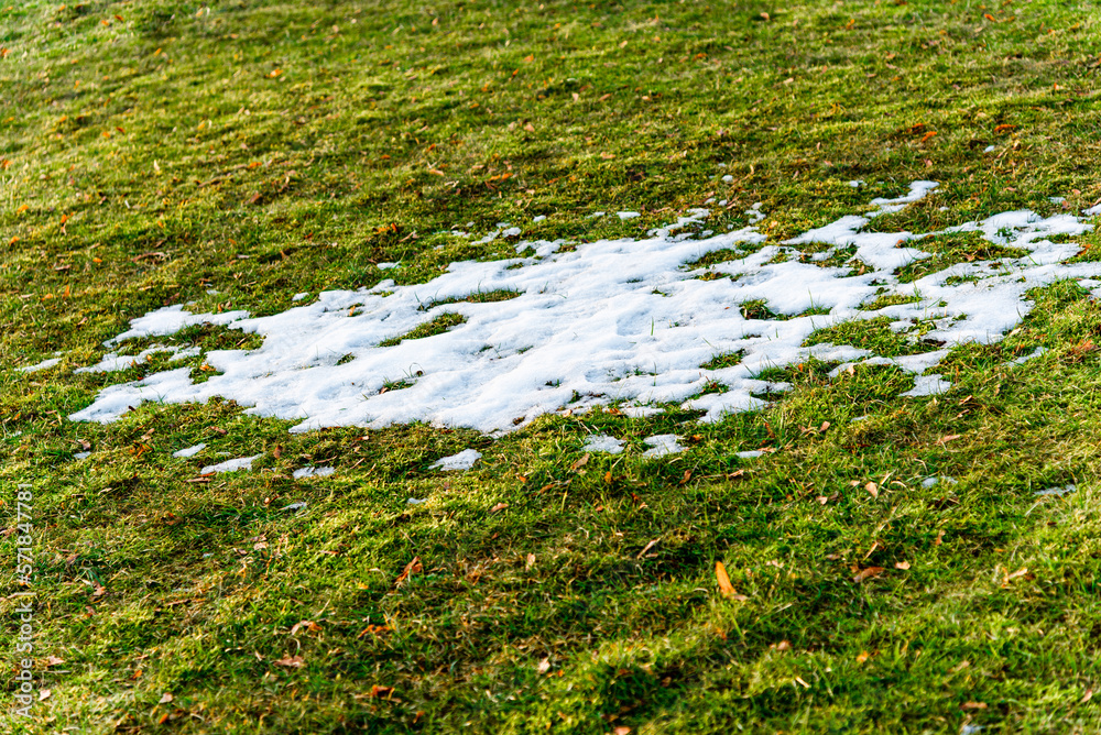 Last melted snow on spring grass. snow left in spring. abstract spring background.