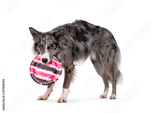 Blue merle Border Collie dog  standing side ways holding frisbee in mouth. Looking straight to camera. isolated on a white background.