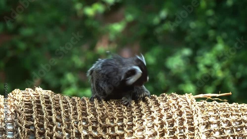 Cute little common marmoset, callithrix jacchus perched on a swinging barrel, curiously wondering and sniffing around the environment, animal species native to South America, close up shot. photo