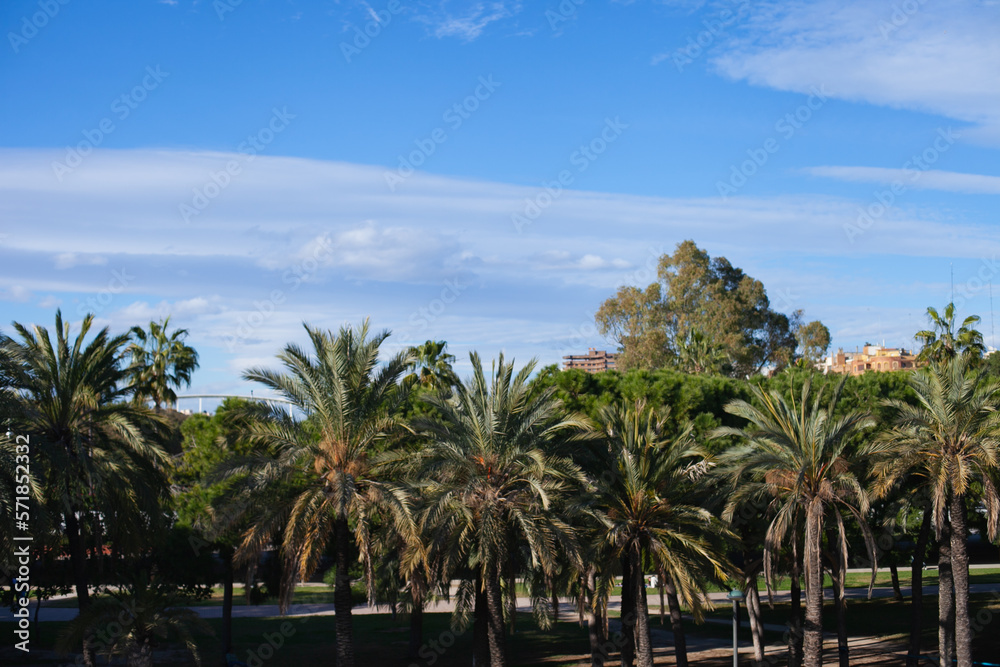 Palm trees in the park in Valencia, Spain