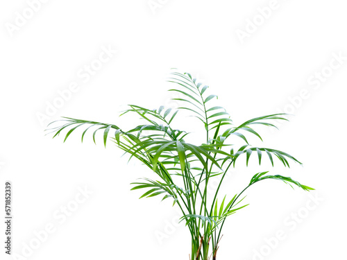 Tropical office plant in concrete cube pot on white background. 100 megapixel stock photo