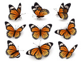 Monarch butterfly, flying in different directions. Collection of butterflies on a white background. Butterflies side and top view.