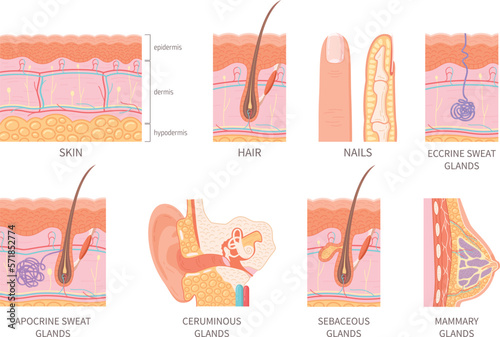 Human Integumentary System Set