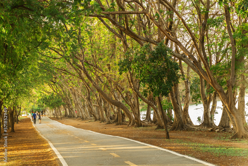  pathway and beautiful trees track for running or walking and cycling relax in the park