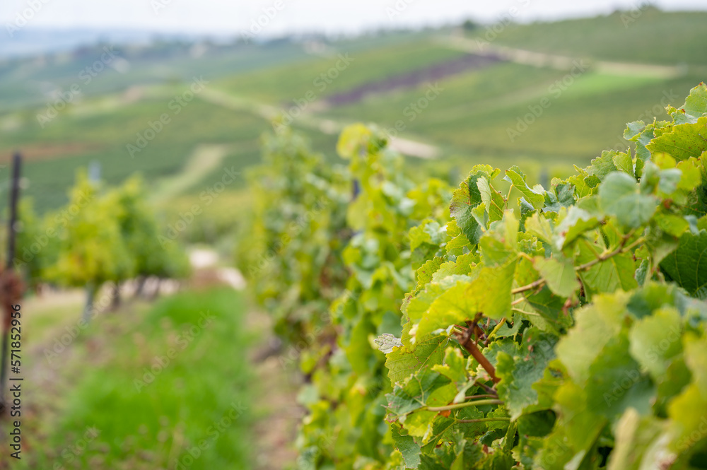 vine plants on a vineyard during end of september, mainz zornheim, germany