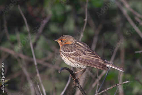 bird looking around in woodland, Anthus trivialis, Tree Pipit