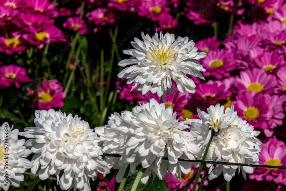 Flowers of white-pink chrysanthemums close-up on a blurred background