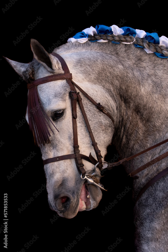 Spanish Andalusian Long Mane Grey
