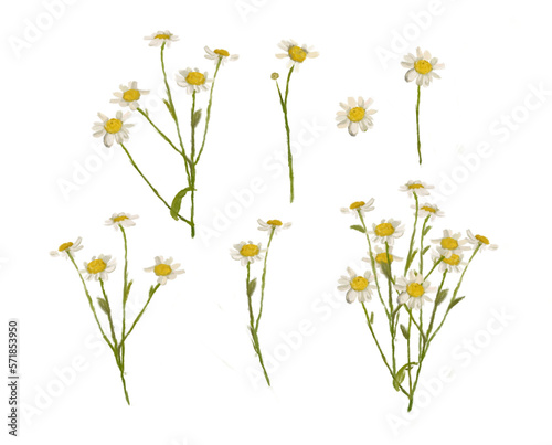 Fototapeta Naklejka Na Ścianę i Meble -  Сhamomile isolated on white background, daisy set, field flowers, wild flowers, png illustration.