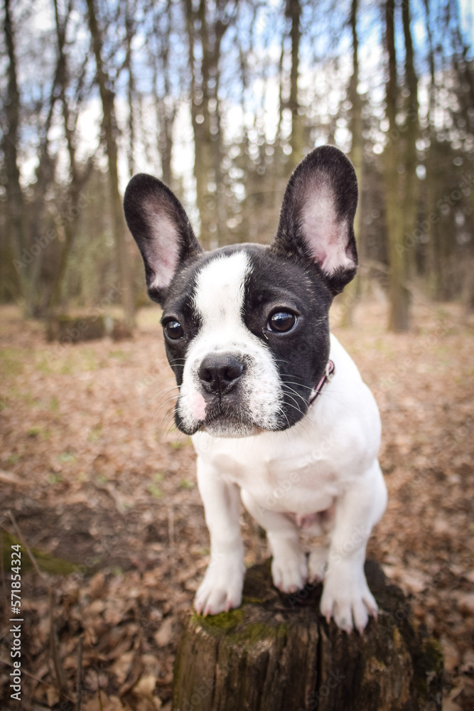 French buldog is standing in the forest. He is so funny and he looks more cute.