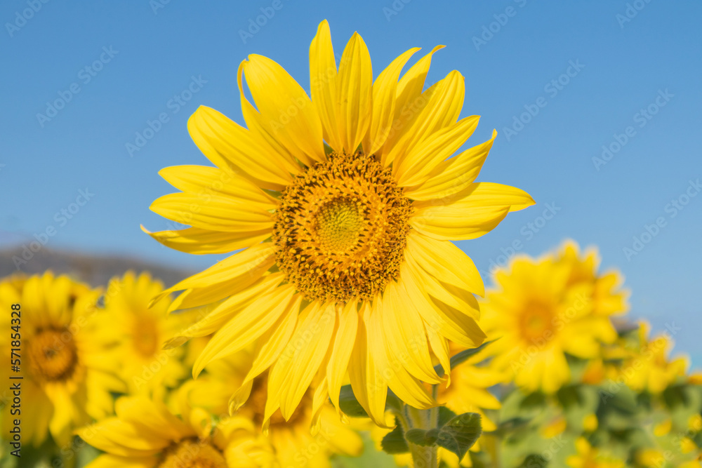 Yellow Sunflower blooming field natural background Yellow Sunflower blooming field natural background