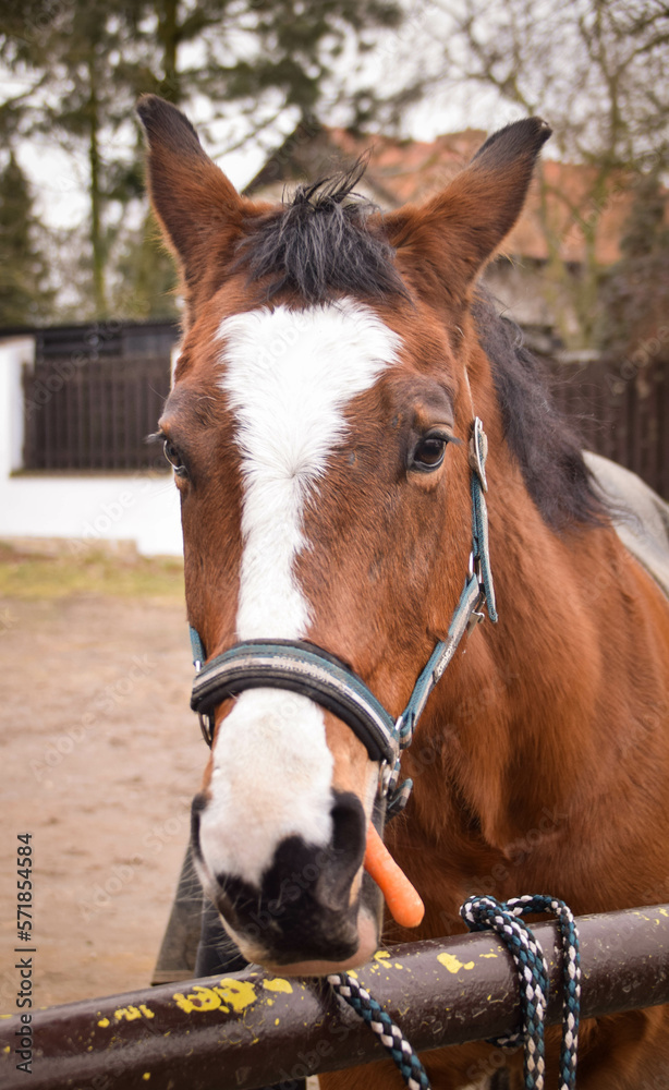 Horse is preparing for riding. He is waiting for his rider. Horse is preparing for riding. He is waiting for his rider.